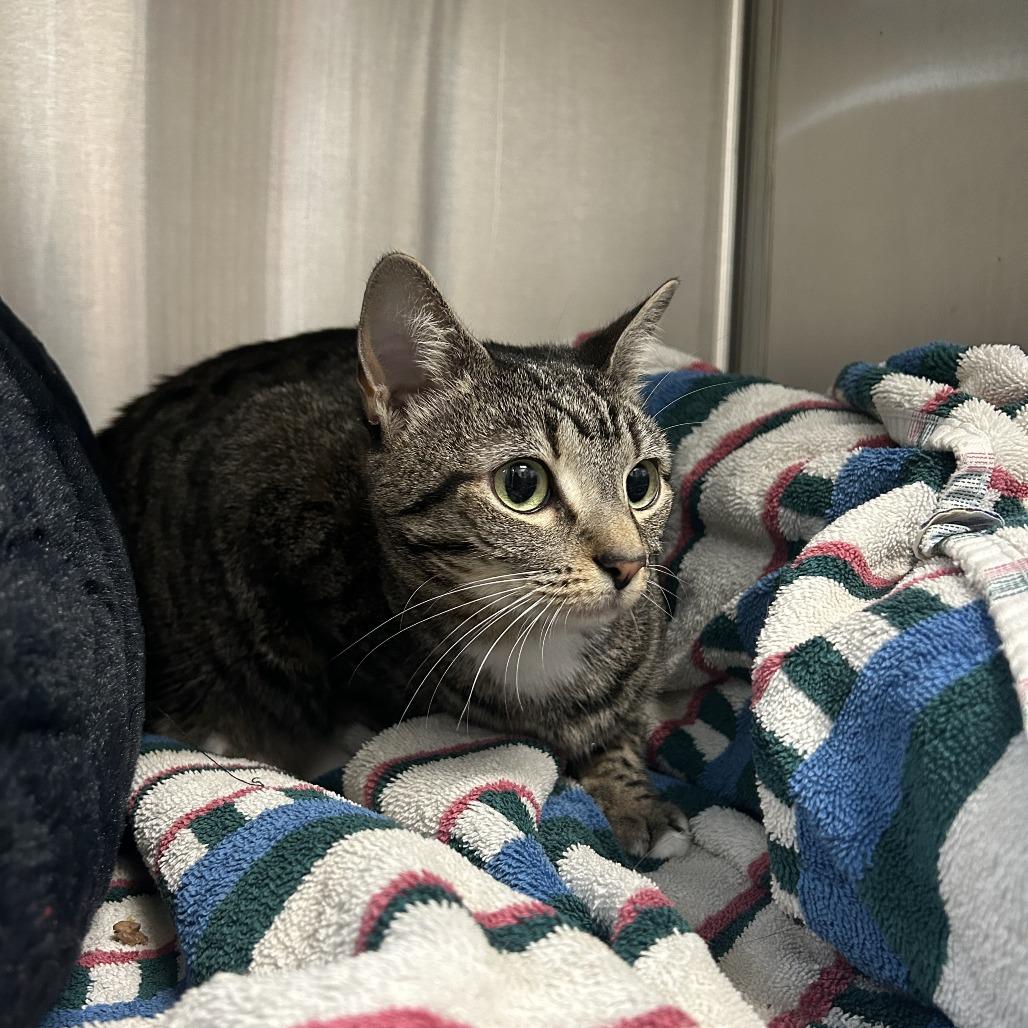 Enlarge Ginny, a Adoptable Domestic Short Hair in Jupiter, FL image 6/6