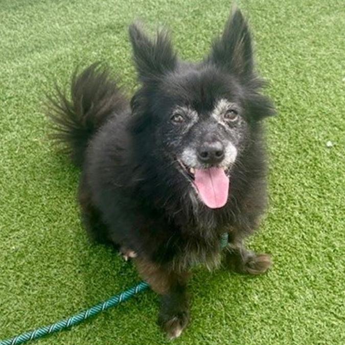 Enlarge Hazel, a Adoptable Schipperke in North Port, FL image 1/2