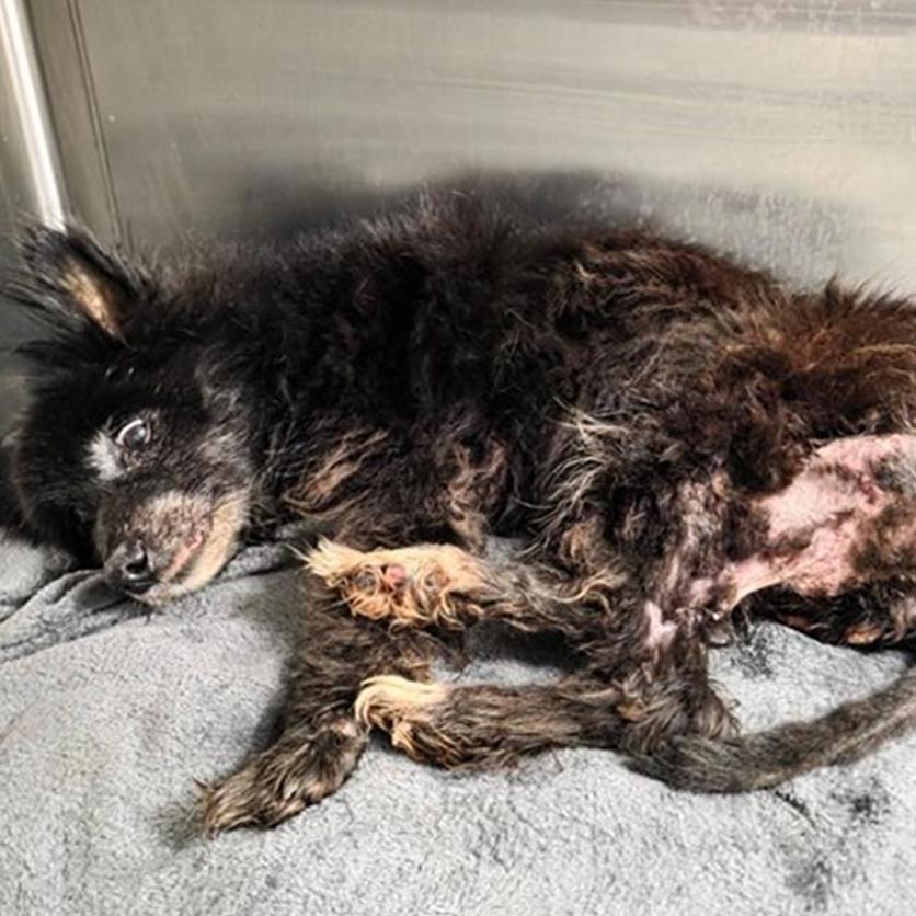 Enlarge Hazel, a Adoptable Schipperke in North Port, FL image 2/2