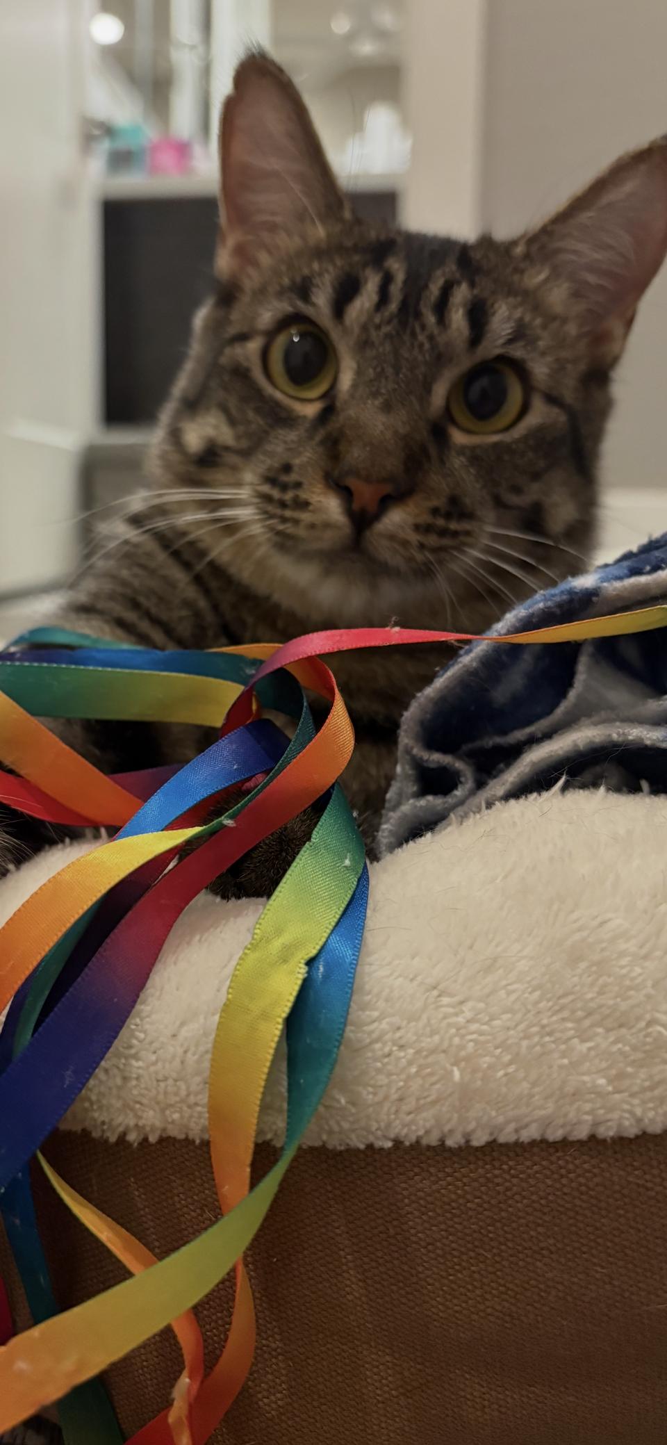 Tito, Adoptable, Young Male Domestic Short Hair.