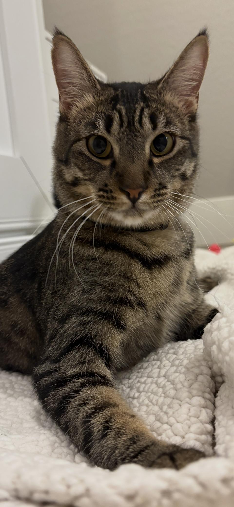 Tito, a Adoptable Domestic Short Hair in Scottsdale, AZ image 2/3