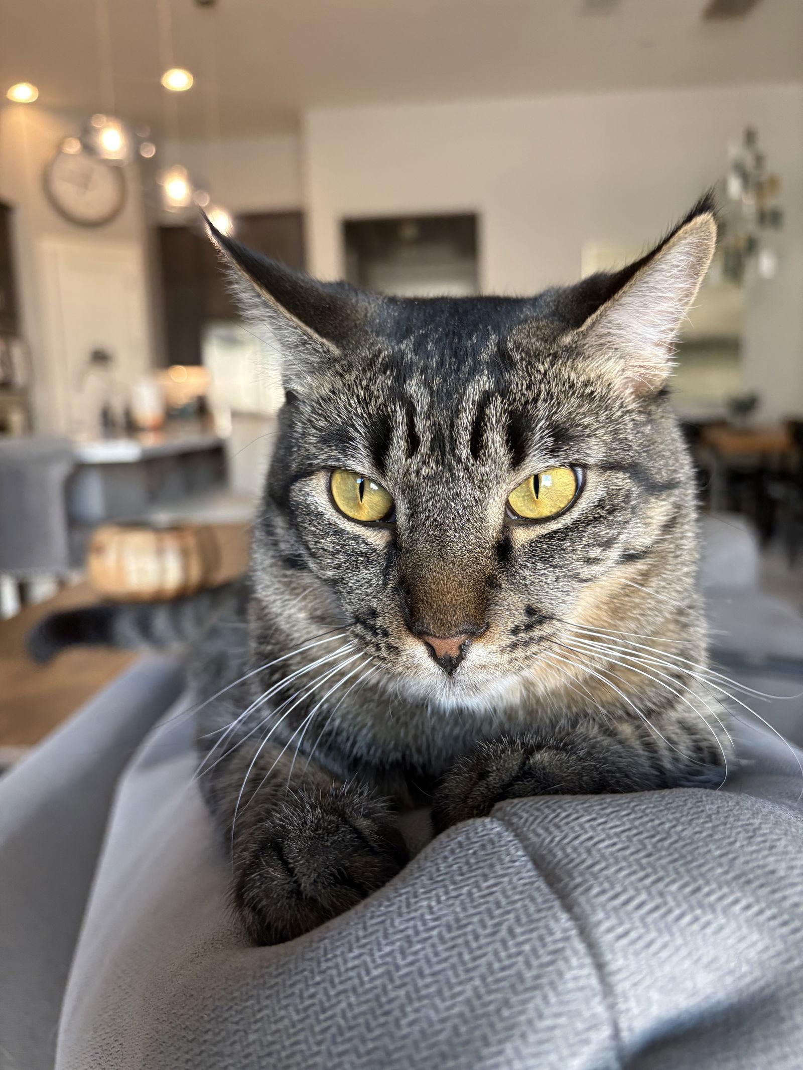 Tito, a Adoptable Domestic Short Hair in Scottsdale, AZ image 3/3