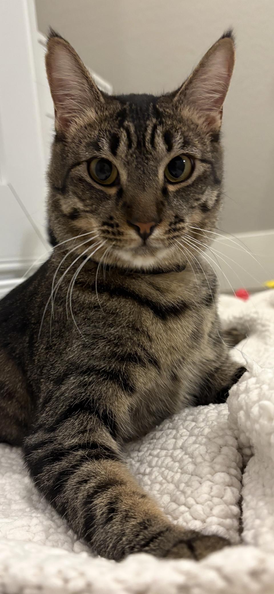 Tito, a Adoptable Domestic Short Hair in Scottsdale, AZ image 2/2