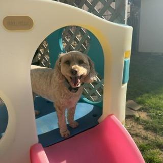 Seth, Adoptable, Adult Male Maltese & Poodle.