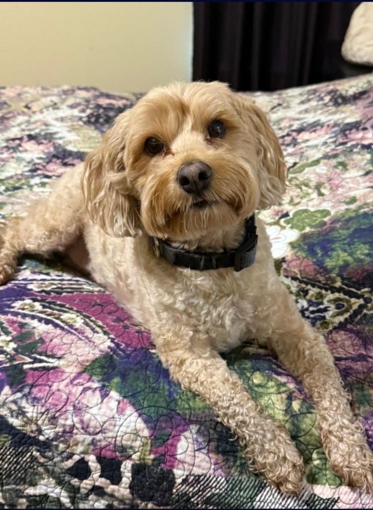Enlarge Seth, a Adoptable mixed breed in Arlington, TX image 2/2