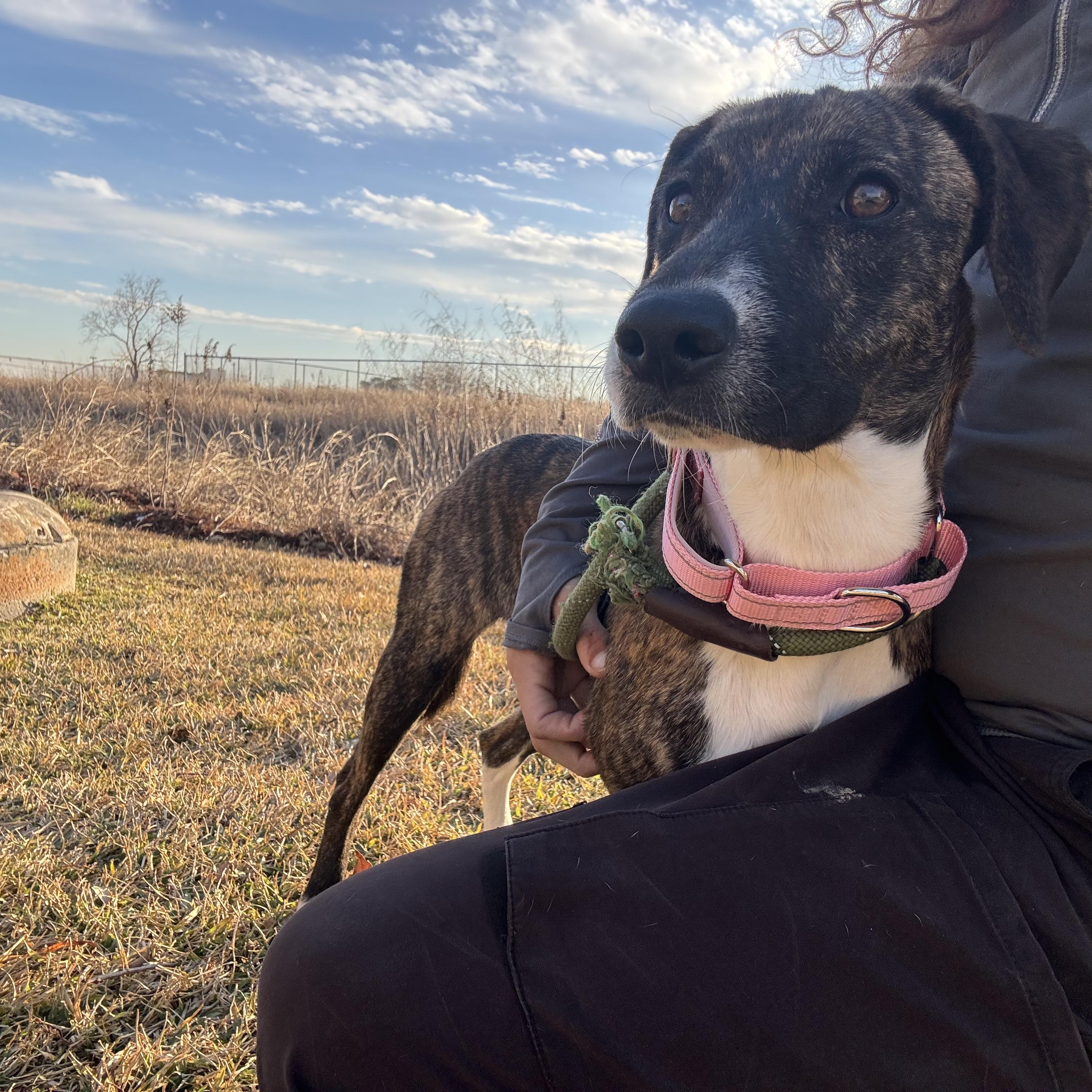 Enlarge Stella, an adopted mixed breed in Leesburg, VA image 2/5