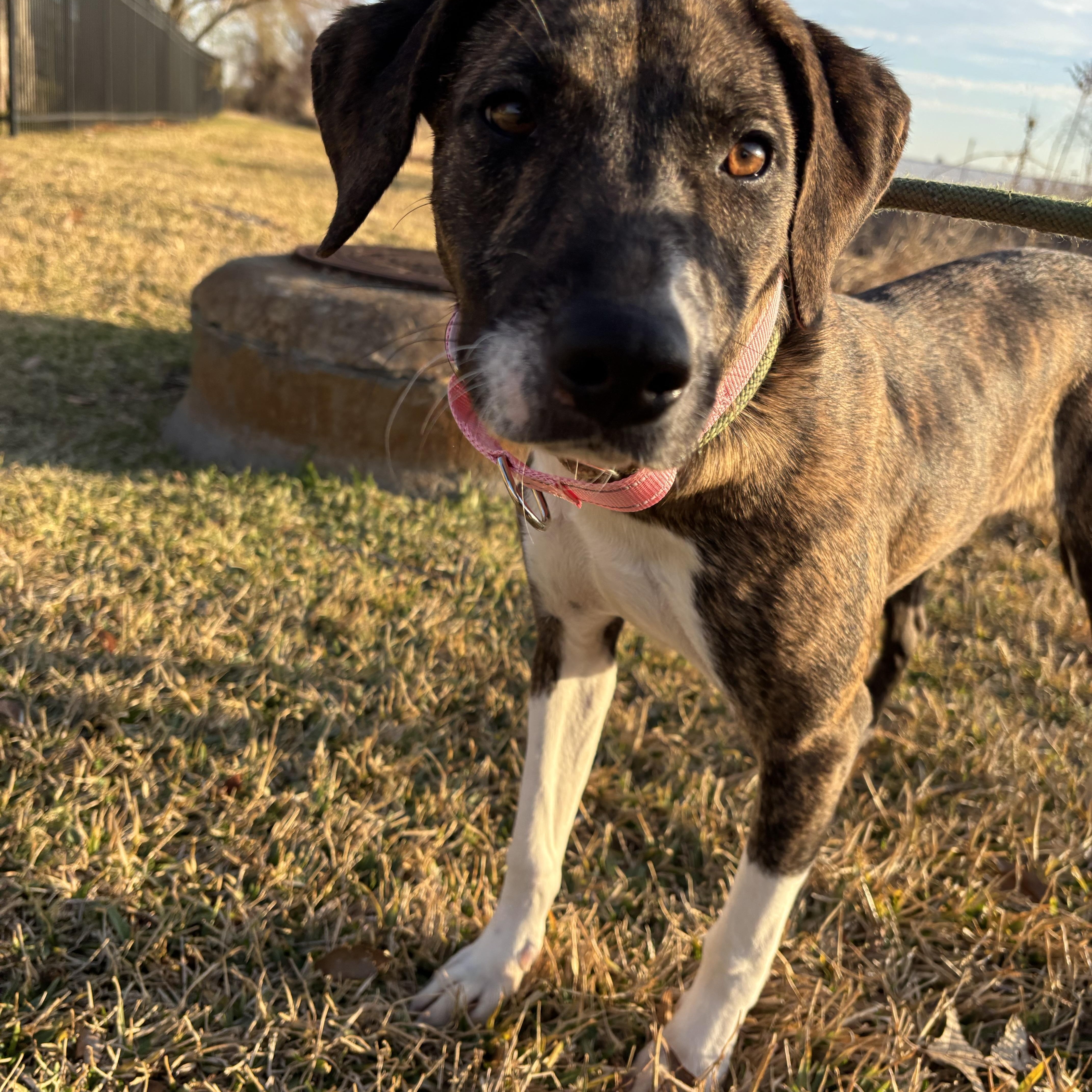 Enlarge Stella, an adopted mixed breed in Leesburg, VA image 5/5
