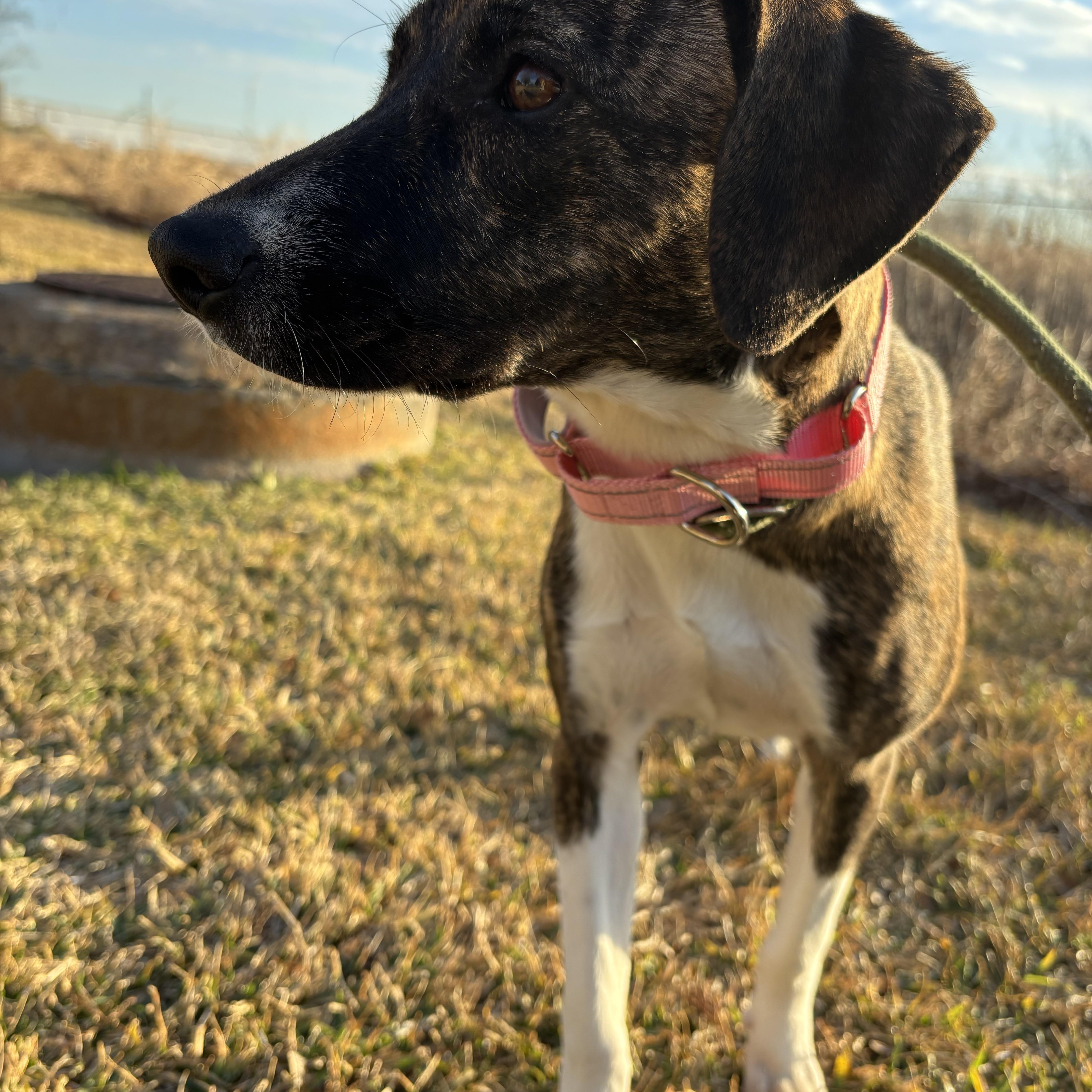 Enlarge Stella, an adopted mixed breed in Leesburg, VA image 4/5