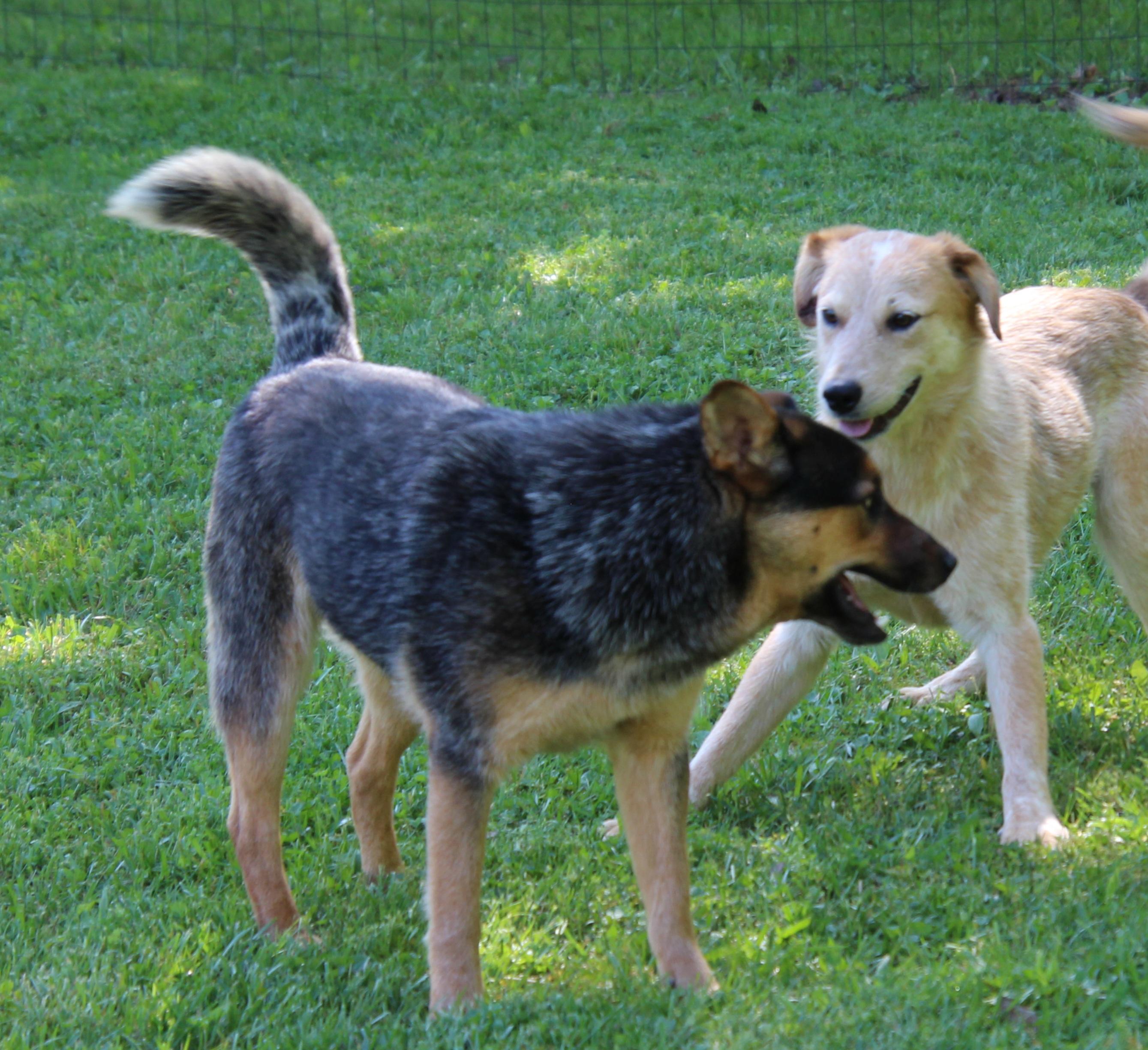 Cowboy, a Adoptable Australian Cattle Dog / Blue Heeler in Wheelersburg, OH image 3/6