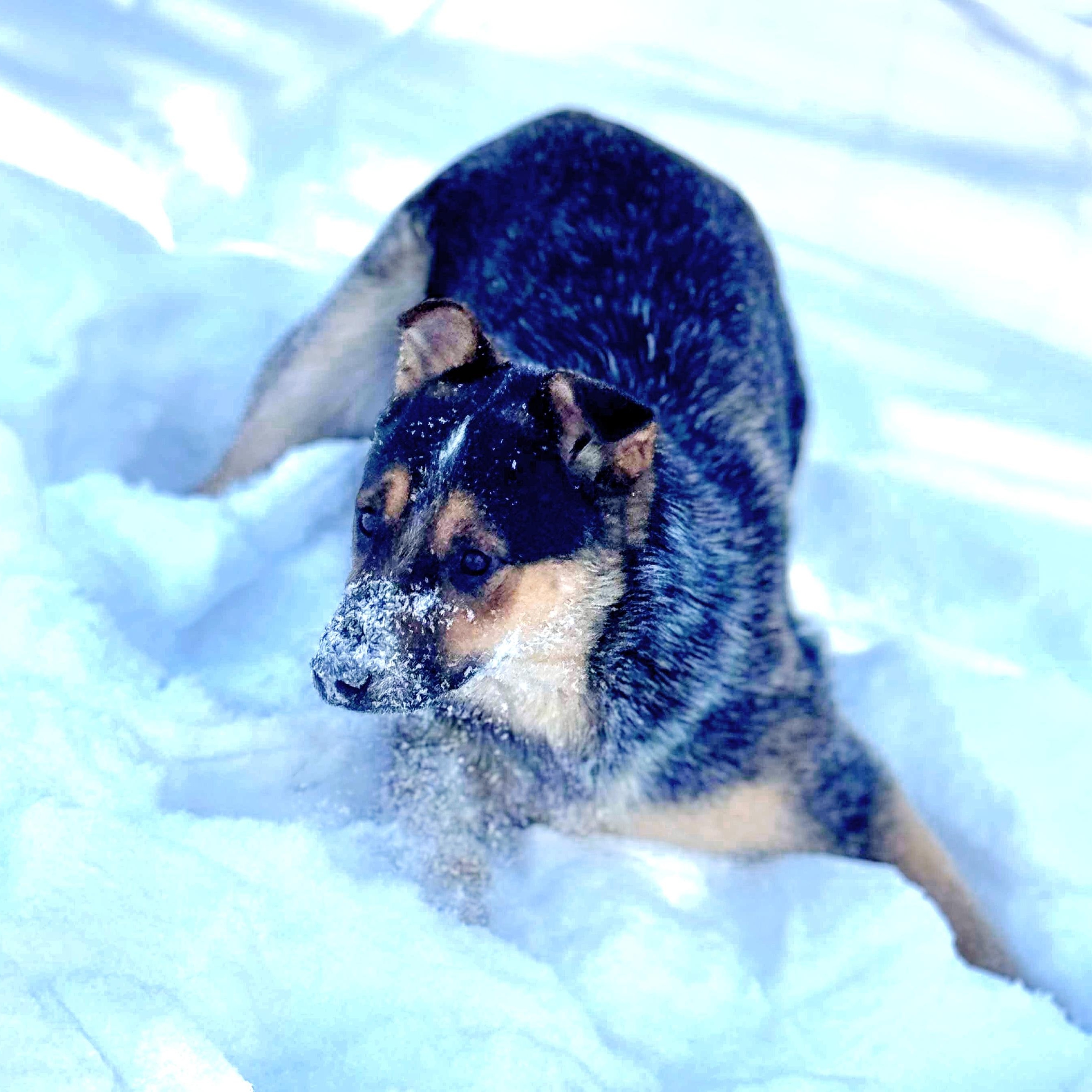 Cowboy, a Adoptable Australian Cattle Dog / Blue Heeler in Wheelersburg, OH image 4/6