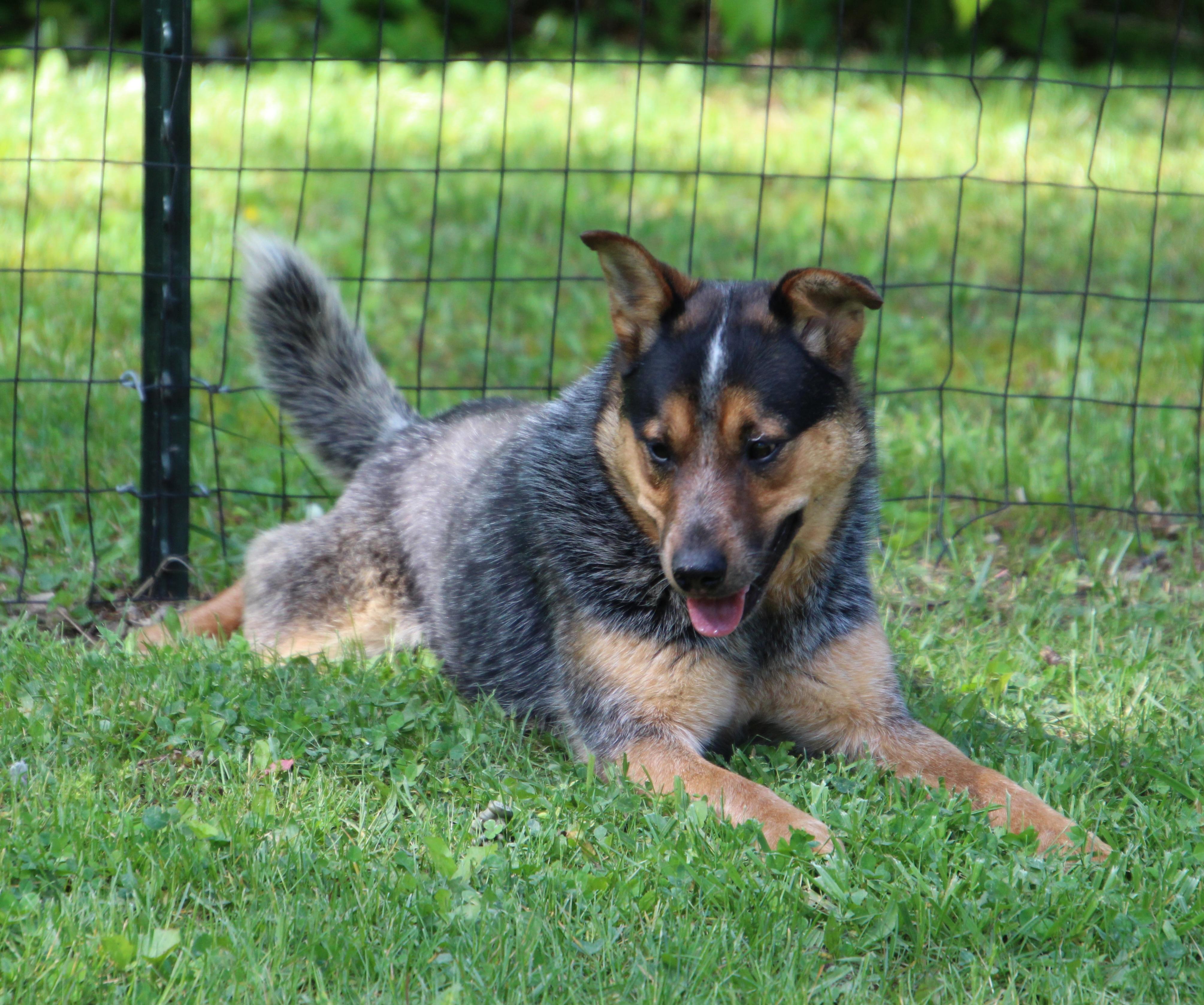 Cowboy, Young Male Australian Cattle Dog / Blue Heeler