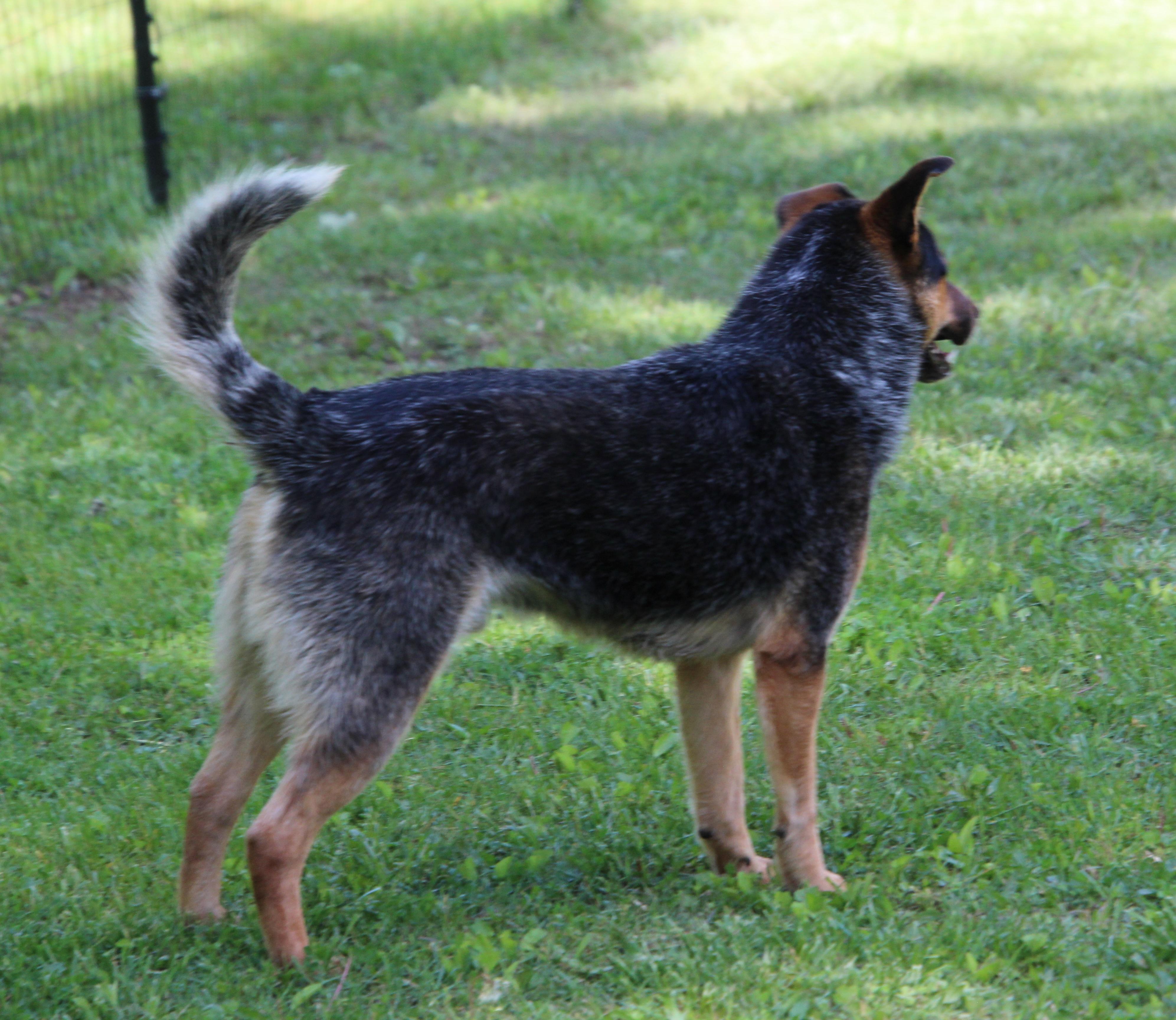 Cowboy, a Adoptable Australian Cattle Dog / Blue Heeler in Wheelersburg, OH image 5/6