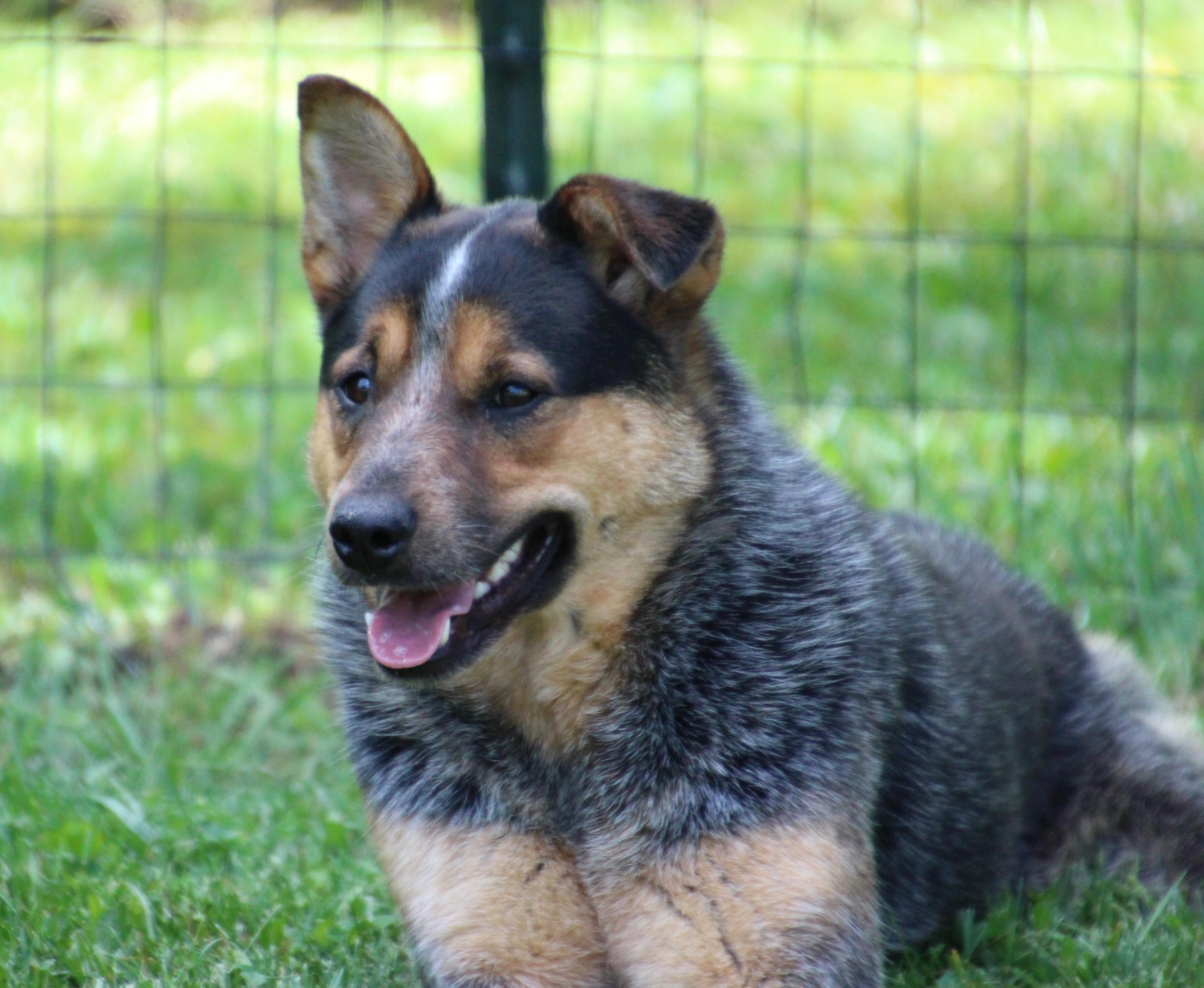 Cowboy, a Adoptable Australian Cattle Dog / Blue Heeler in Wheelersburg, OH image 2/6