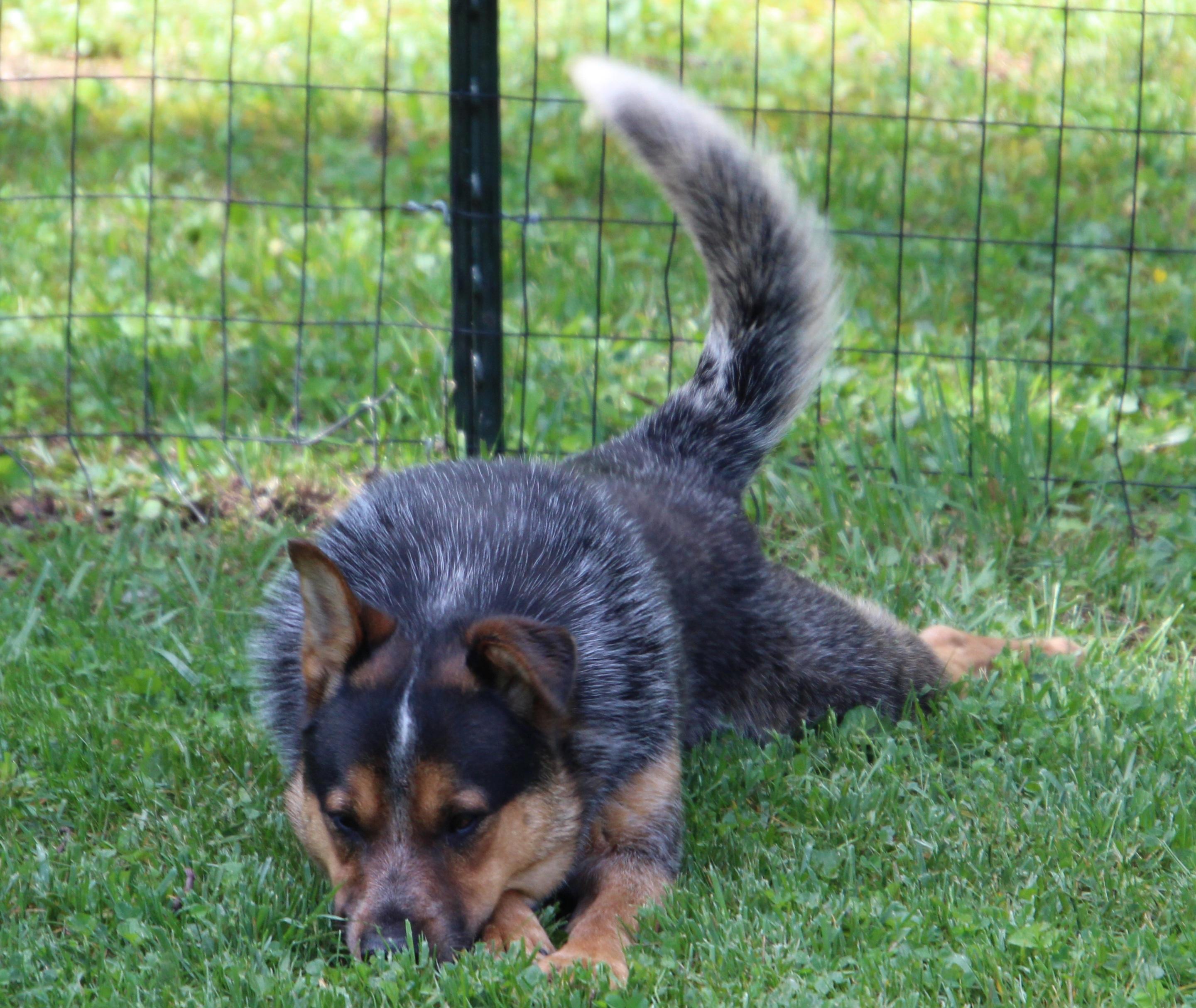 Cowboy, a Adoptable Australian Cattle Dog / Blue Heeler in Wheelersburg, OH image 6/6
