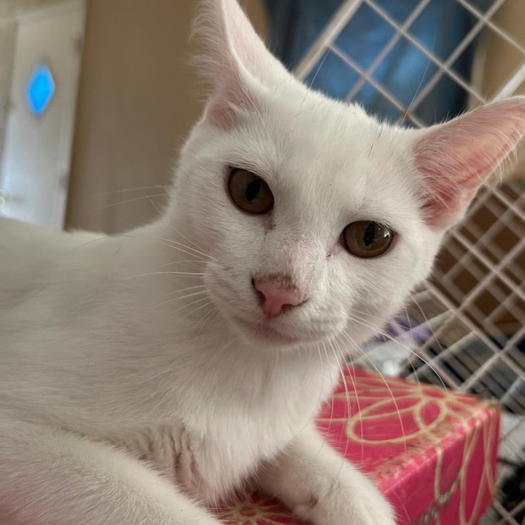 Enlarge Snowflake, a Adoptable Domestic Short Hair in Chicago, IL image 1/1