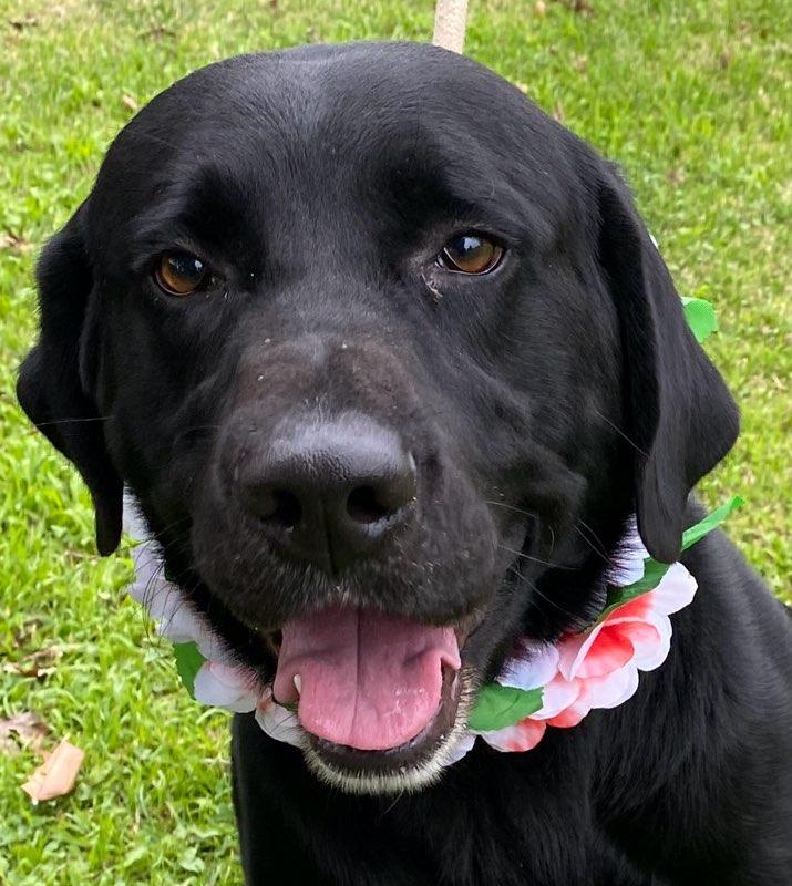 Captain, a Adoptable mixed breed in Colusa, CA image 2/6