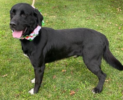 Captain, a Adoptable mixed breed in Colusa, CA image 6/6