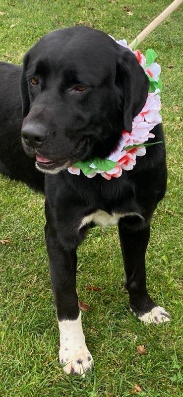 Captain, a Adoptable mixed breed in Colusa, CA image 4/6