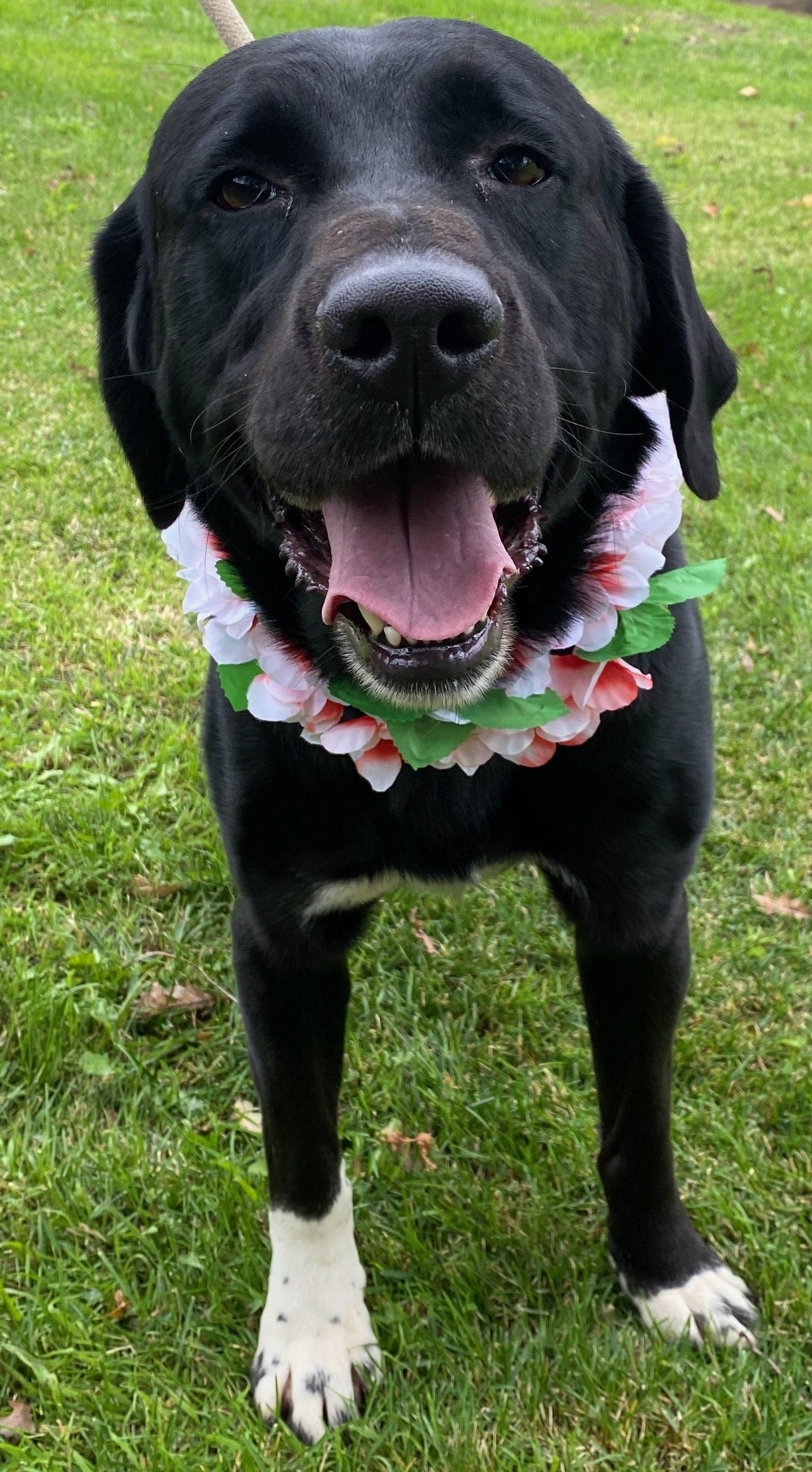 Captain, a Adoptable mixed breed in Colusa, CA image 1/6