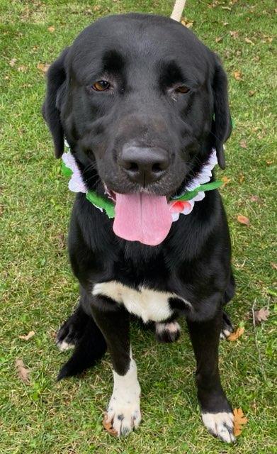 Captain, a Adoptable mixed breed in Colusa, CA image 5/6