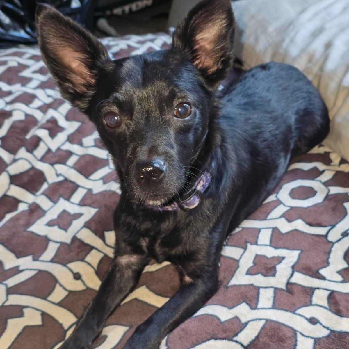 Enlarge Cool Kenny, a ADOPTABLE mixed breed in La Center, WA image 3/3