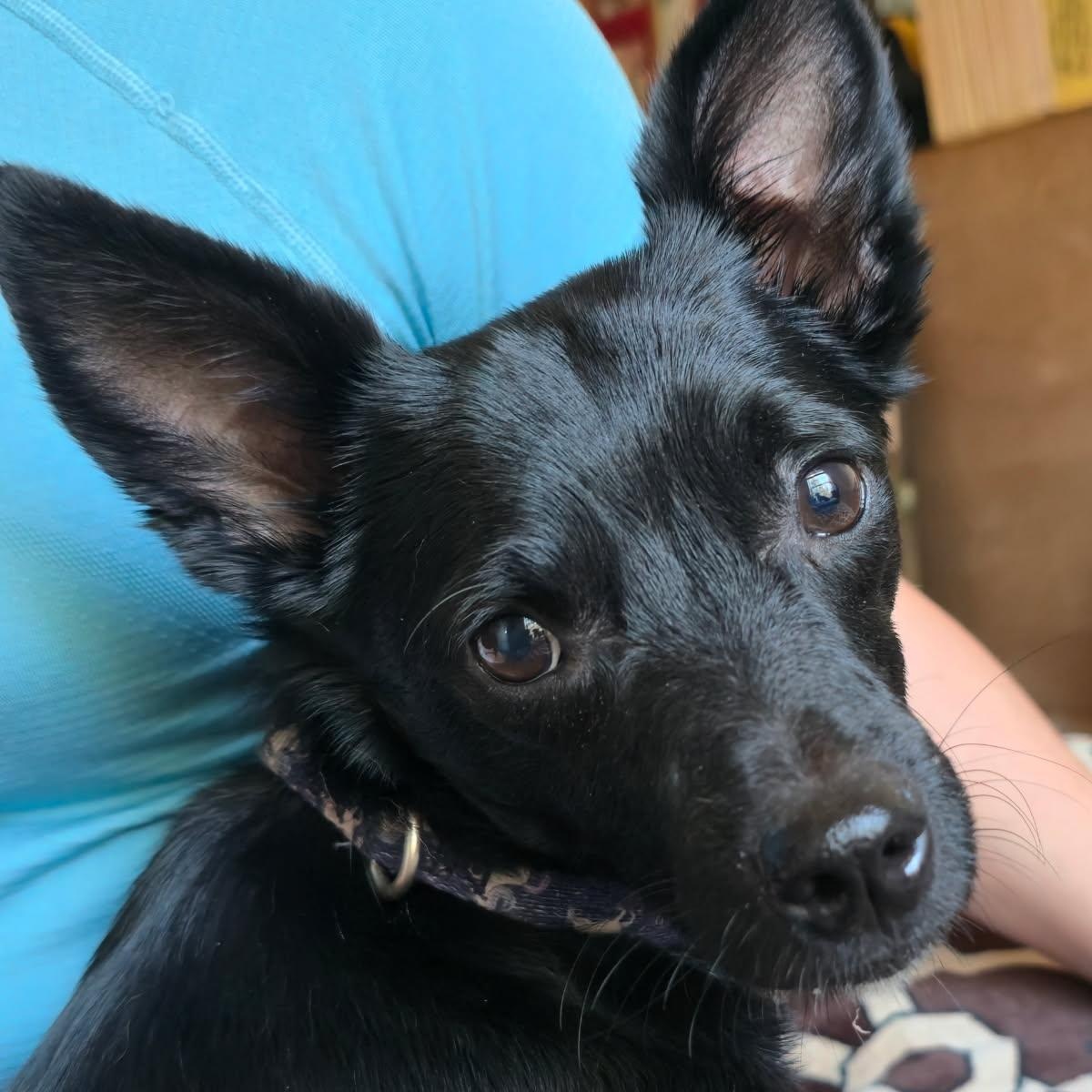 Cool Kenny, ADOPTABLE, Young Male Chihuahua & Schnauzer.