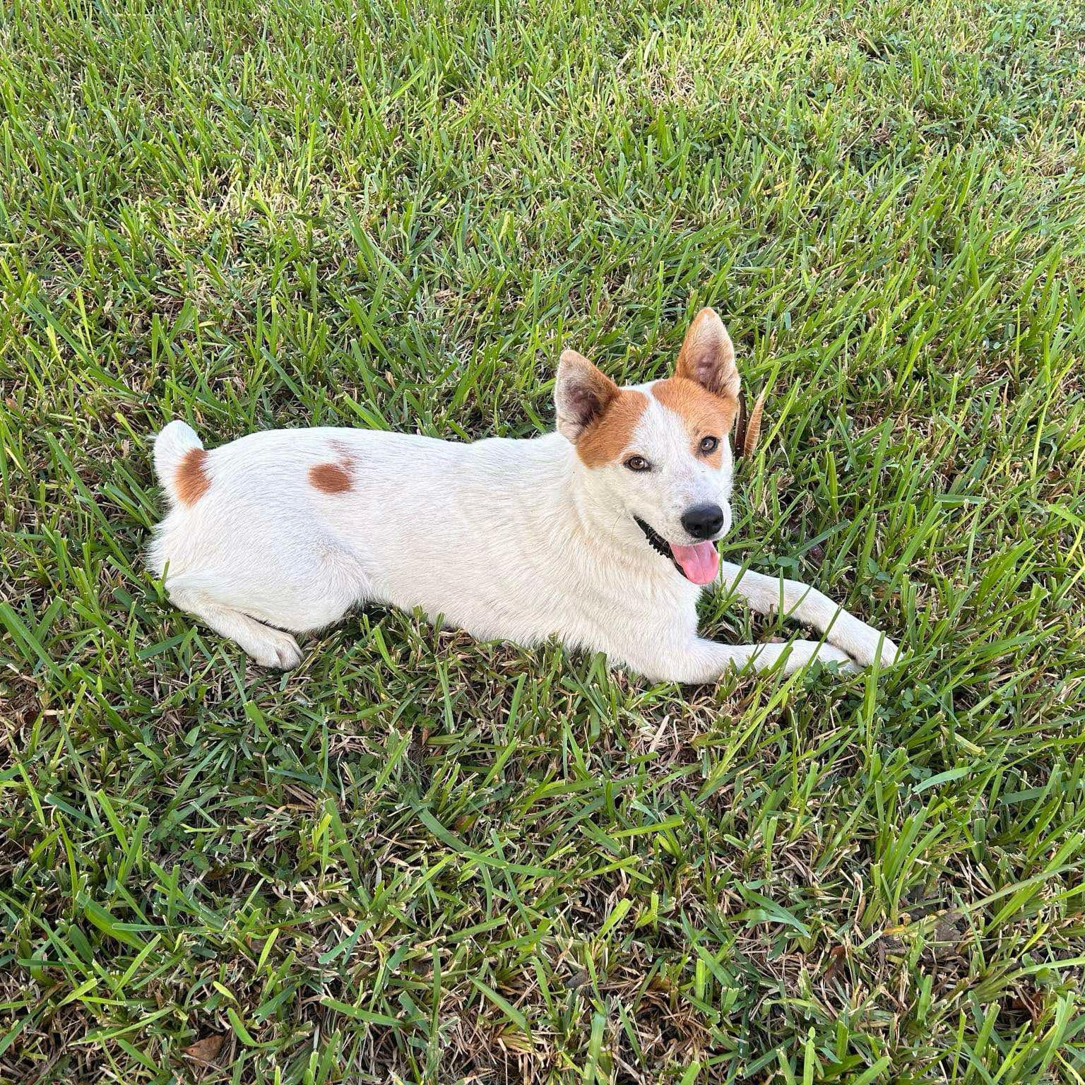 Enlarge Finley, a Adoptable mixed breed in Toms River, NJ image 2/4