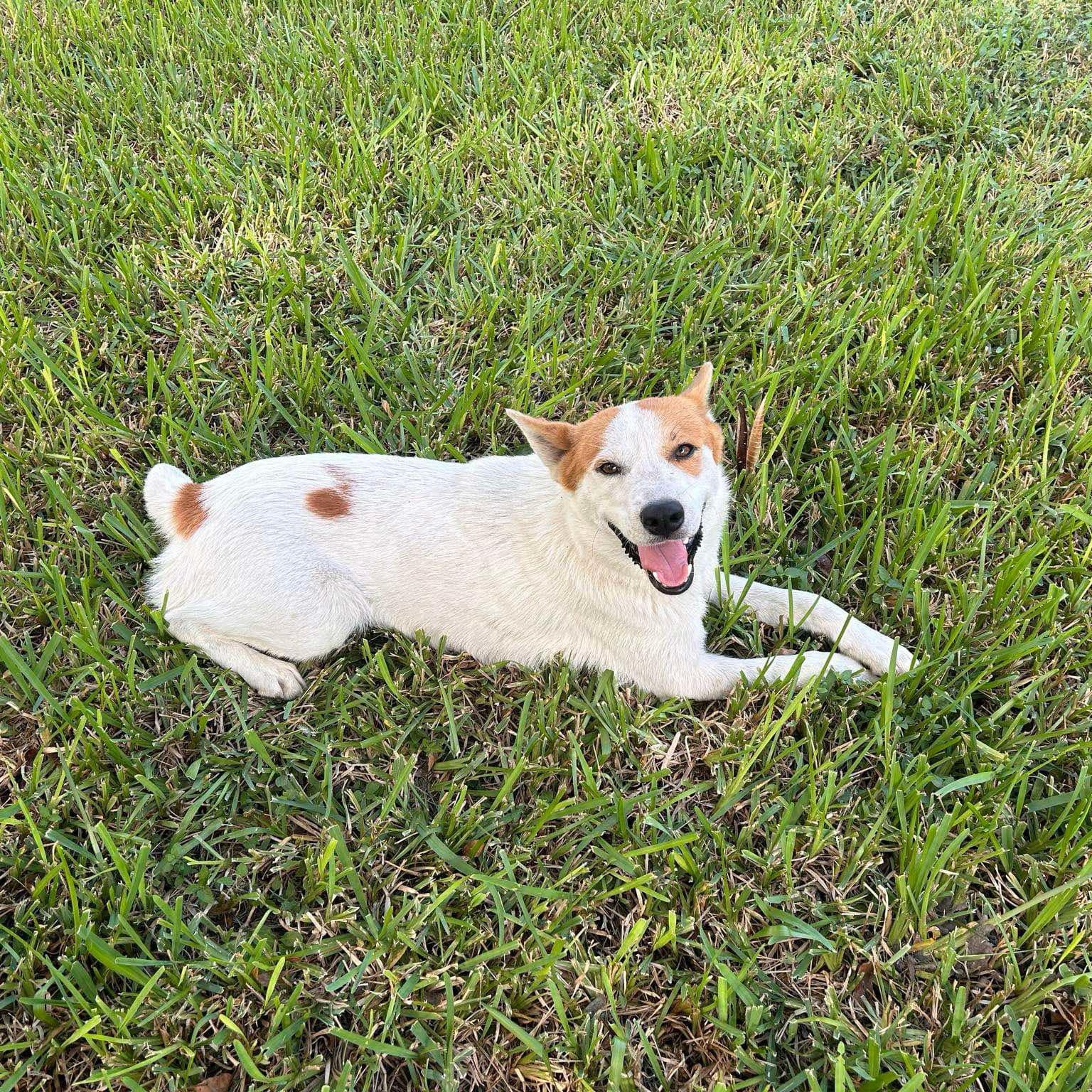 Enlarge Finley, a Adoptable mixed breed in Toms River, NJ image 3/4