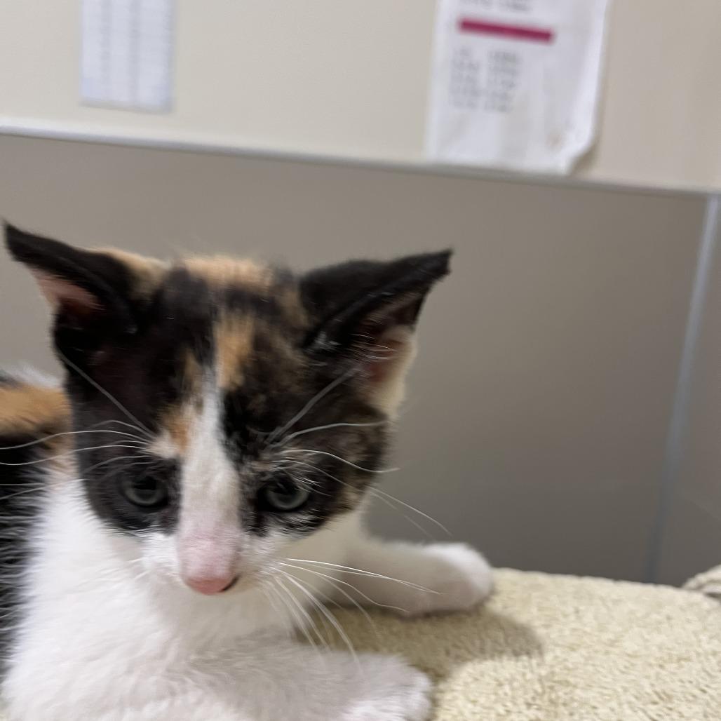 Poppy, Adoptable, Kitten Female Domestic Short Hair.