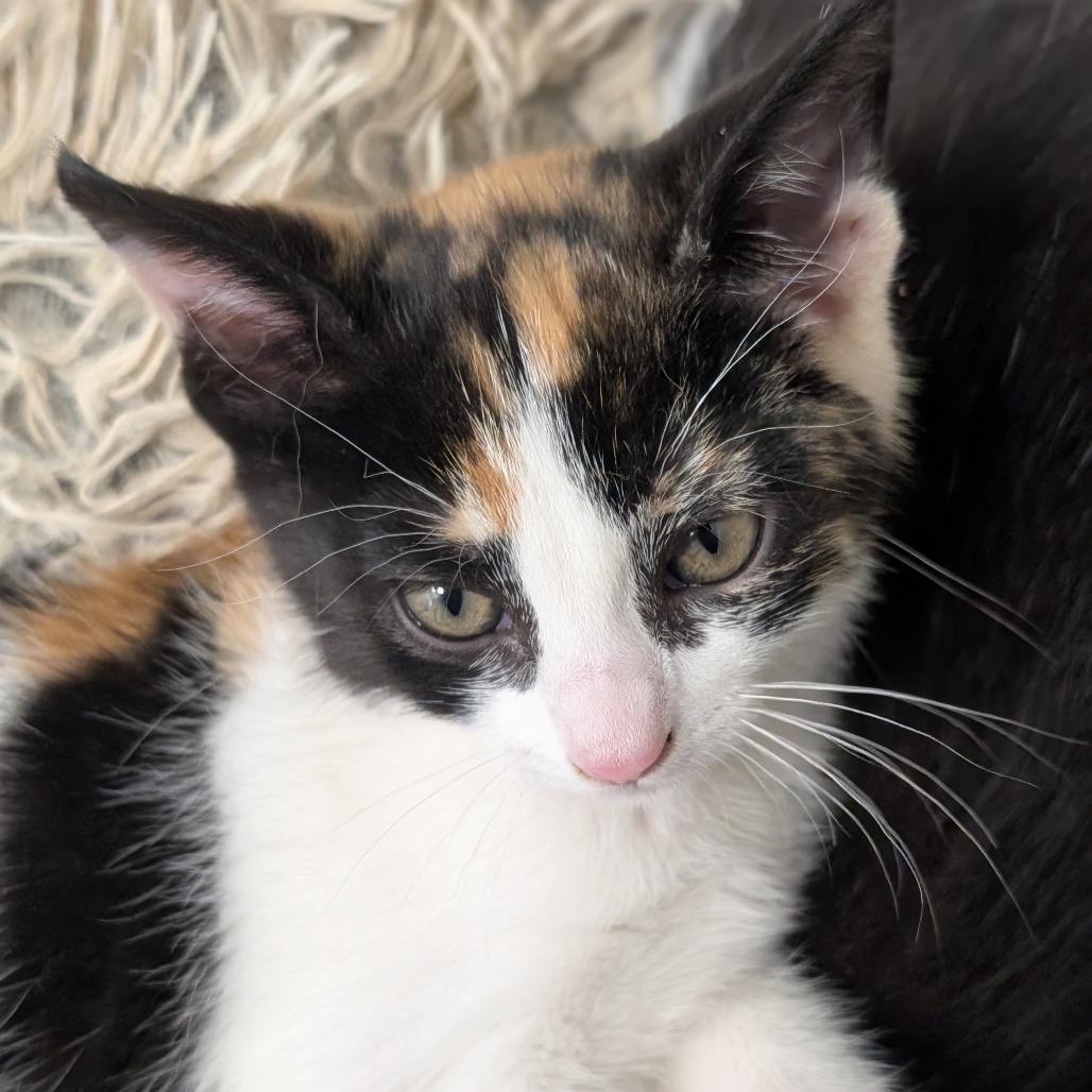 Poppy, a Adoptable Domestic Short Hair in Sonoma, CA image 2/2