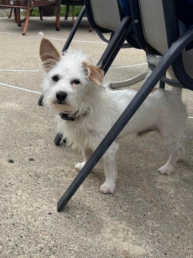 Winston, Adoptable, Adult Male Maltese & Wire Fox Terrier.