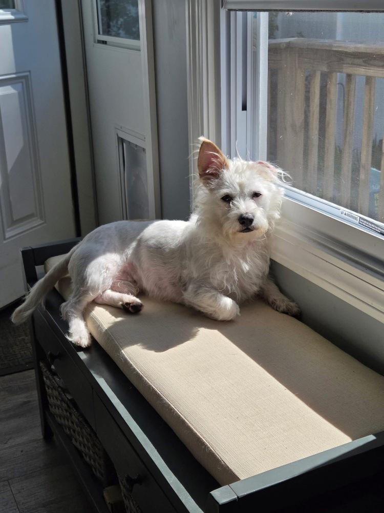Winston, a Adoptable mixed breed in Middletown, CT image 2/4