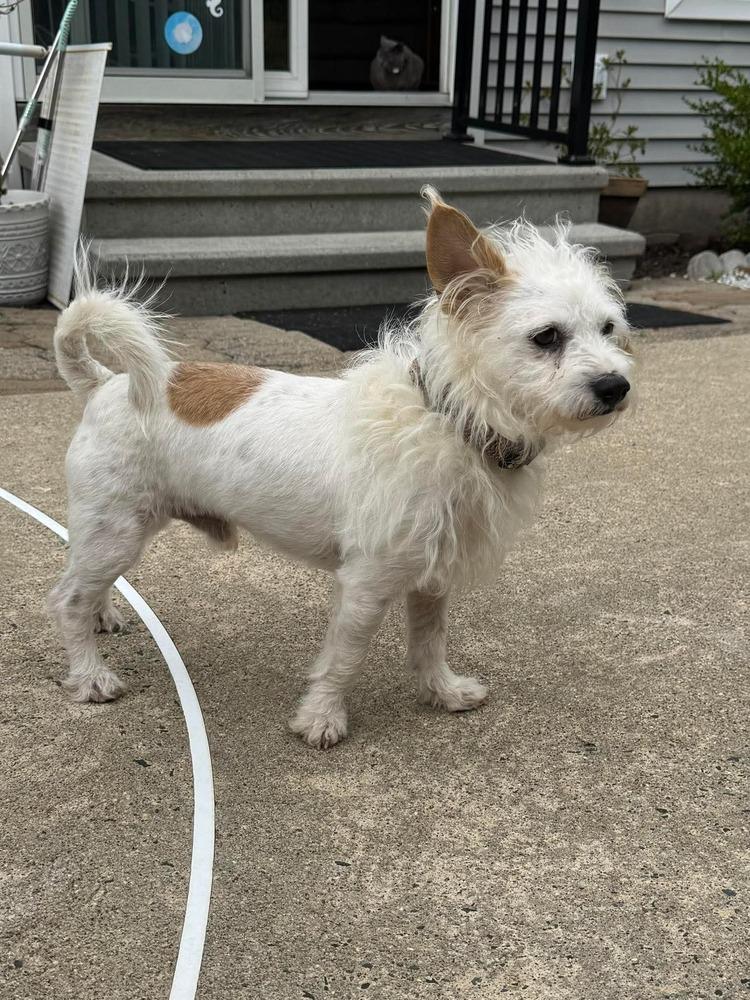 Winston, a Adoptable mixed breed in Middletown, CT image 3/4