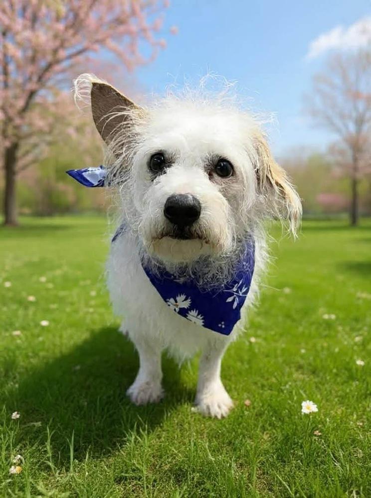 Enlarge Winston, a Adoptable mixed breed in Middletown, CT image 1/1