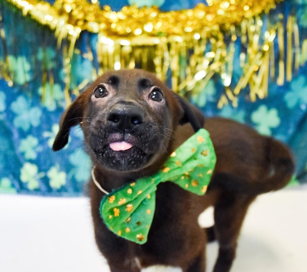 Dog For Adoption Baloo A Shepherd Labrador Retriever Mix In Dog For Adoption Baloo A Shepherd Labrador Retriever Mix In