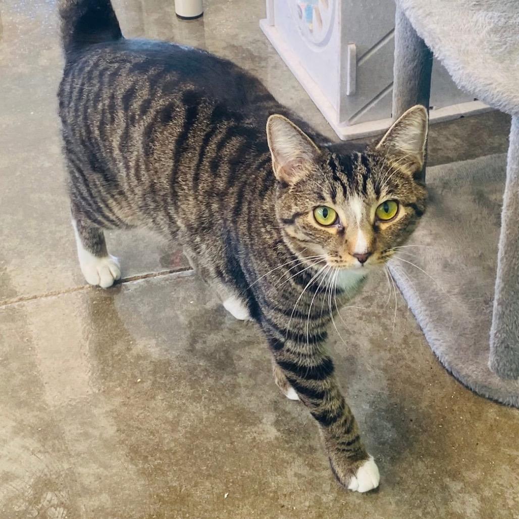 Oncey, Adoptable, Adult Male Domestic Short Hair.