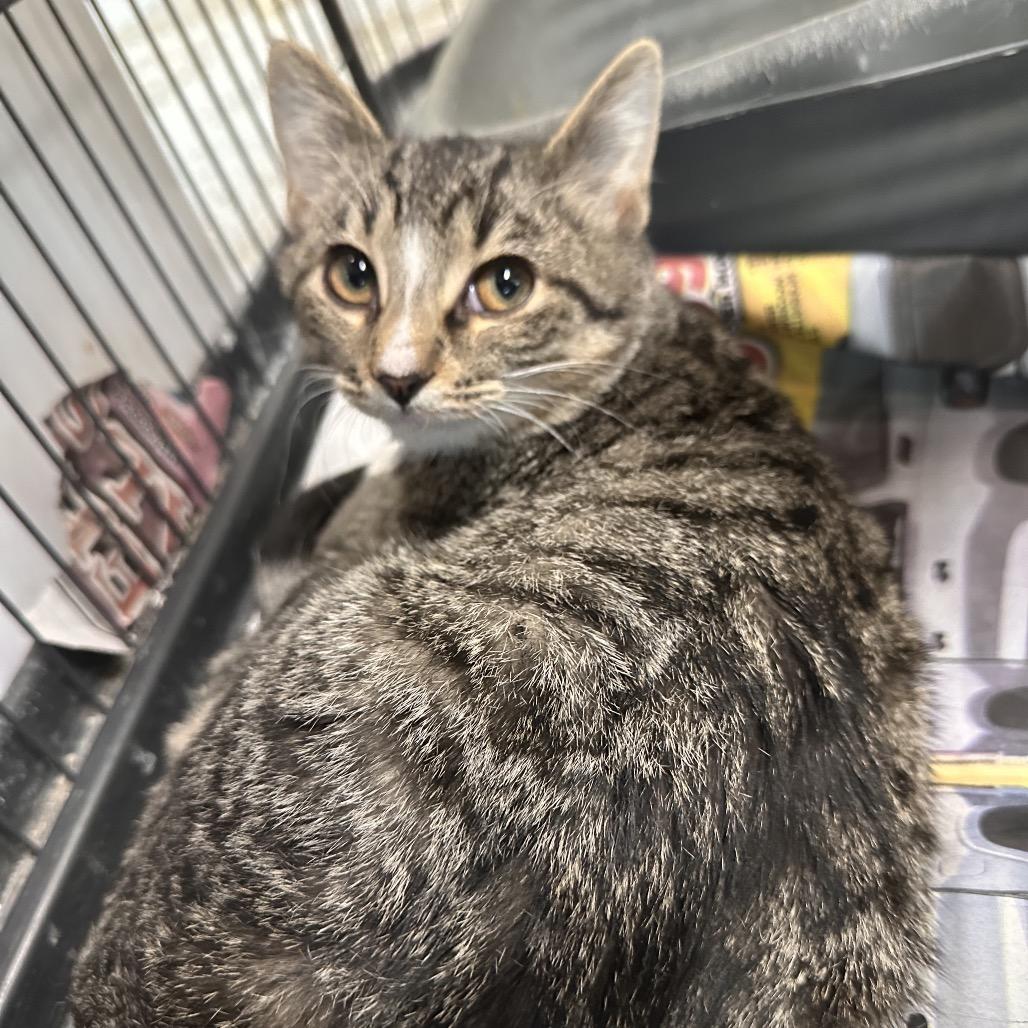 Oncey, Adoptable, Adult Male Domestic Short Hair.