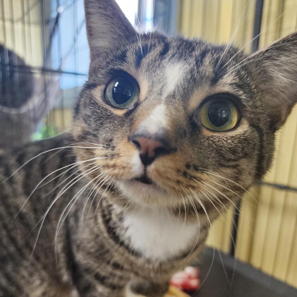 Enlarge Oncey, a Adoptable Domestic Short Hair in Mount Vernon, IN image 2/3