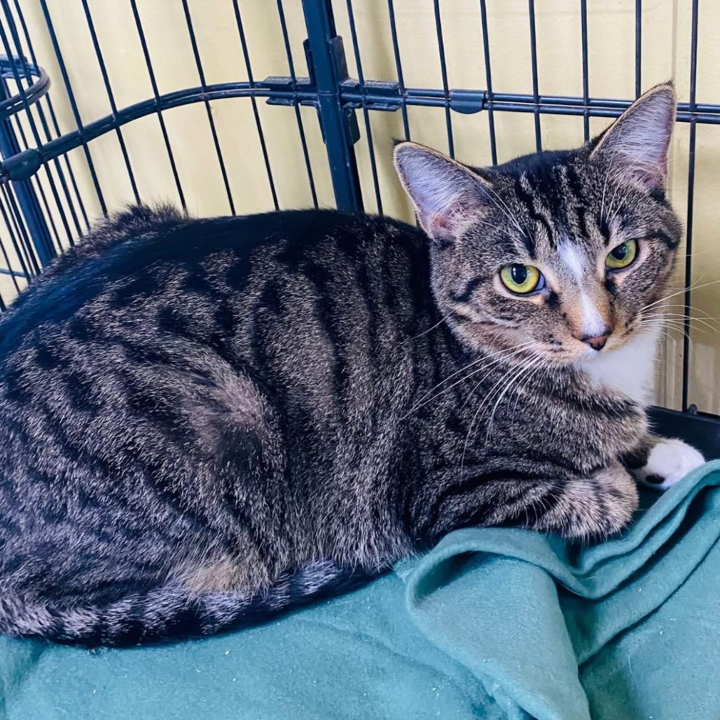 Enlarge Oncey, a Adoptable Domestic Short Hair in Mount Vernon, IN image 3/3