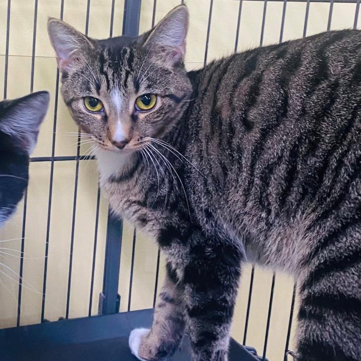 Enlarge Oncey, a Adoptable Domestic Short Hair in Mount Vernon, IN image 5/6