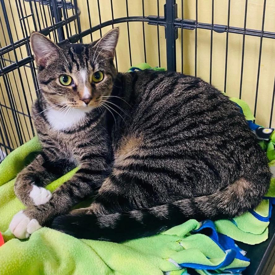 Enlarge Oncey, a Adoptable Domestic Short Hair in Mount Vernon, IN image 6/6