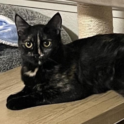 Melili, Adoptable, Adult Female Domestic Short Hair.