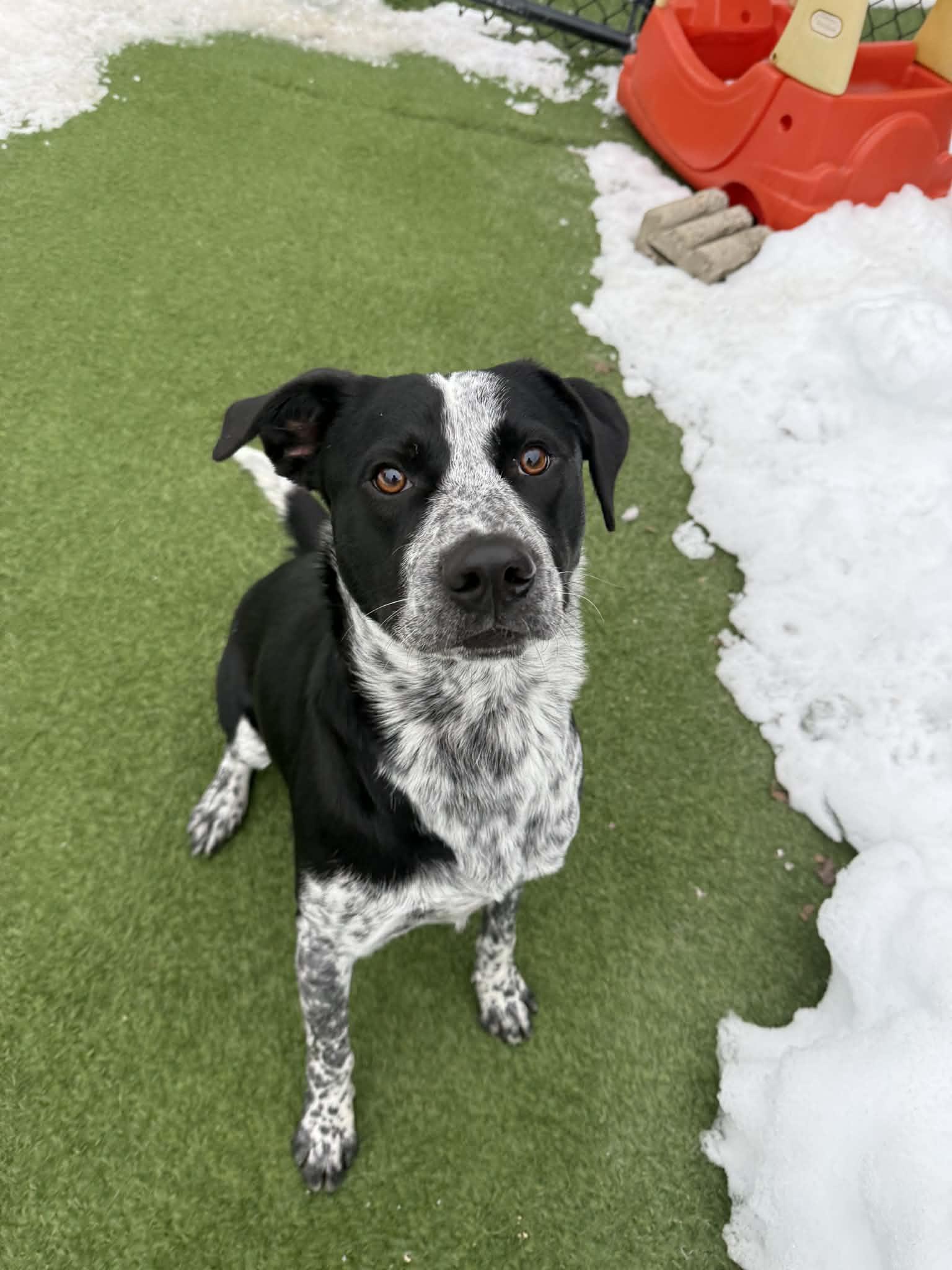 Tucker, adopted, Young Male Australian Cattle Dog / Blue Heeler.
