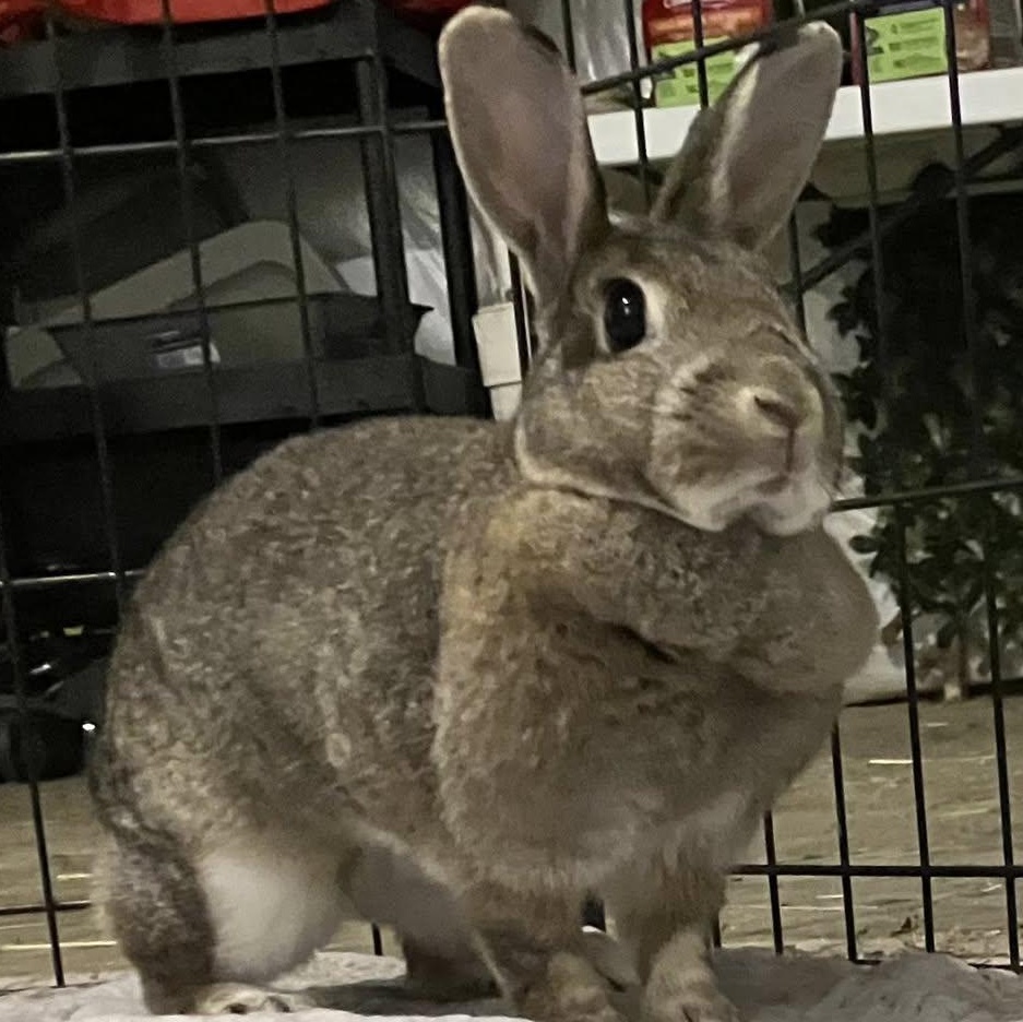 Enlarge Lora, a ADOPTABLE American in CHARLOTTE, NC image 1/5