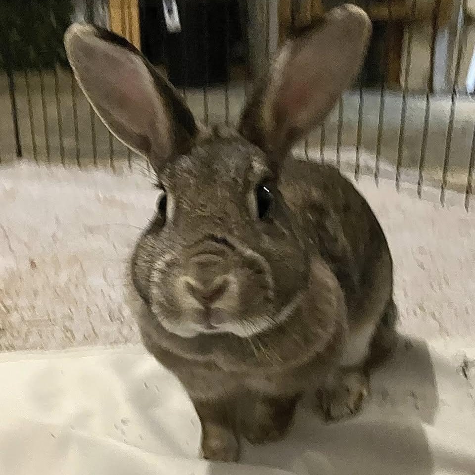 Enlarge Lora, a ADOPTABLE American in CHARLOTTE, NC image 2/5