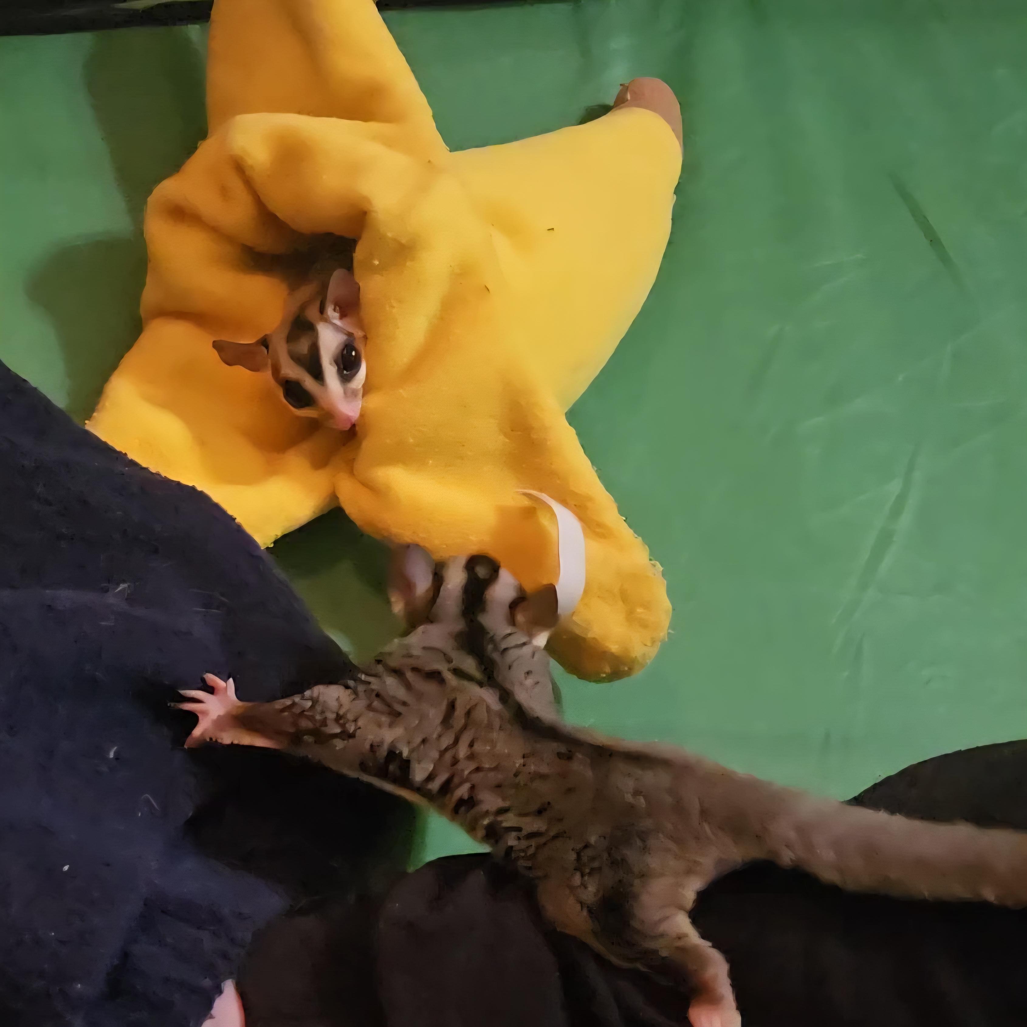 Niles & Frasier, a Adoptable Sugar Glider in St. Cloud, FL image 1/4