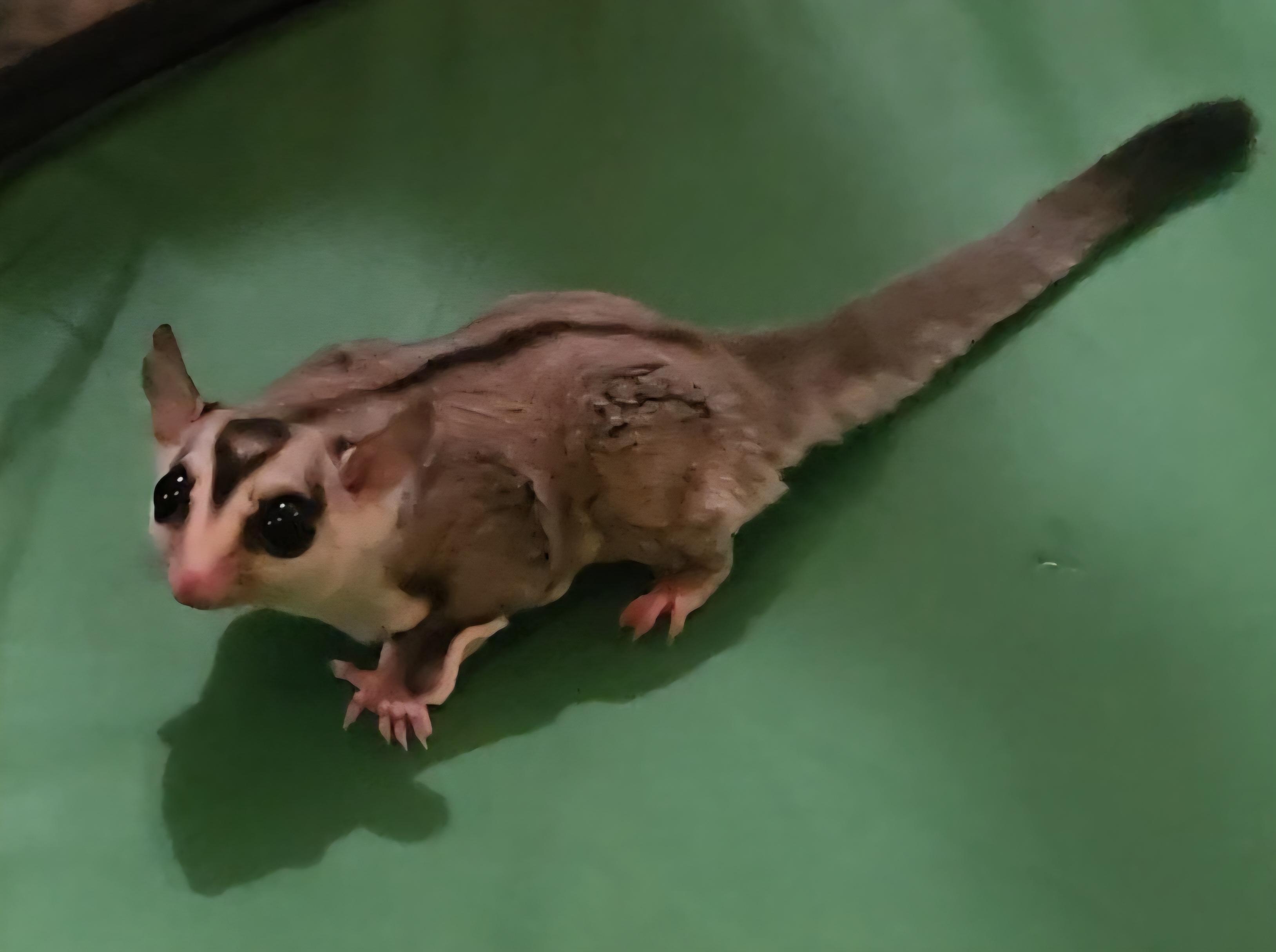 Niles & Frasier, a Adoptable Sugar Glider in St. Cloud, FL image 2/4