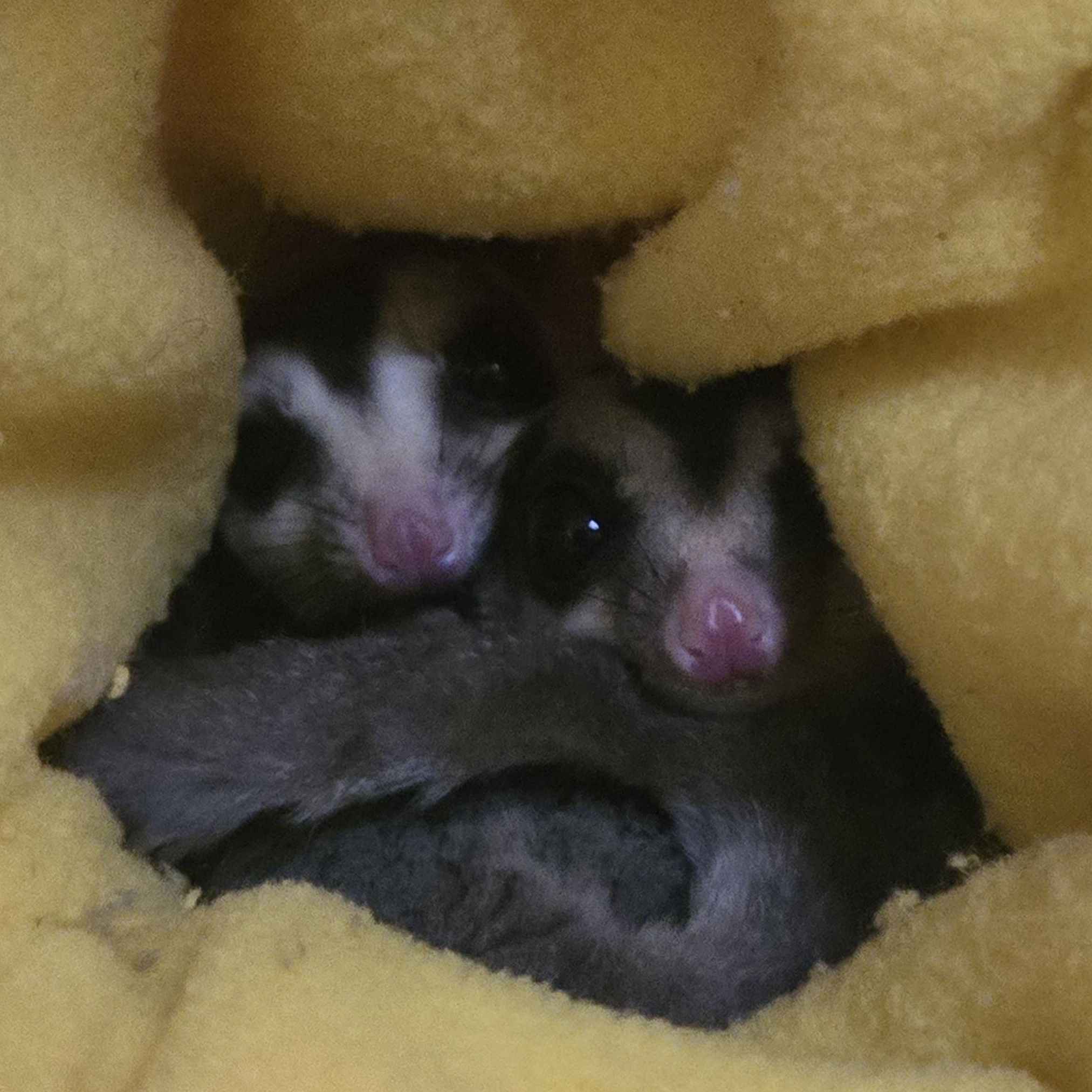 Niles & Frasier, Adoptable, Young Male Sugar Glider.