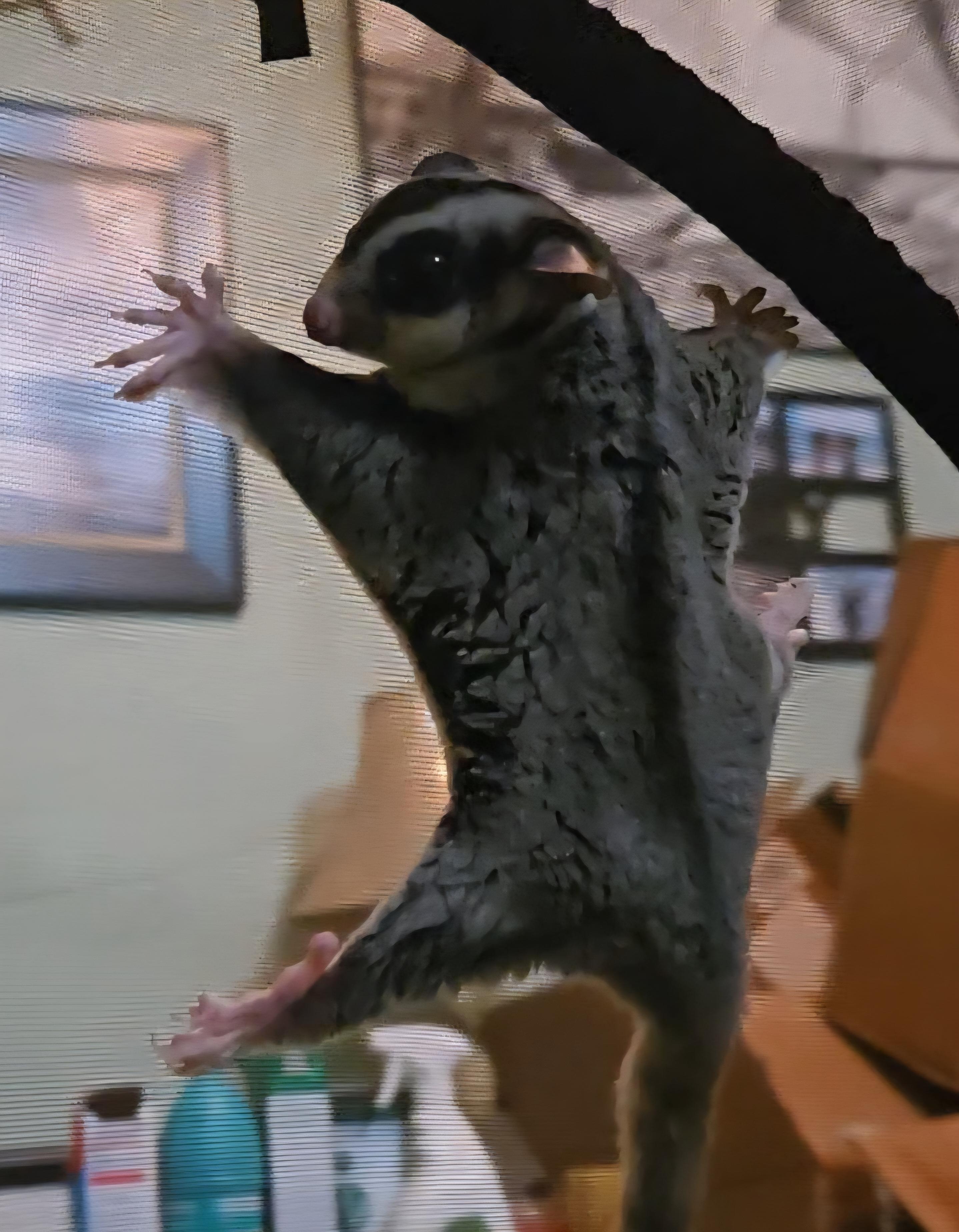 Niles & Frasier, a Adoptable Sugar Glider in St. Cloud, FL image 4/4