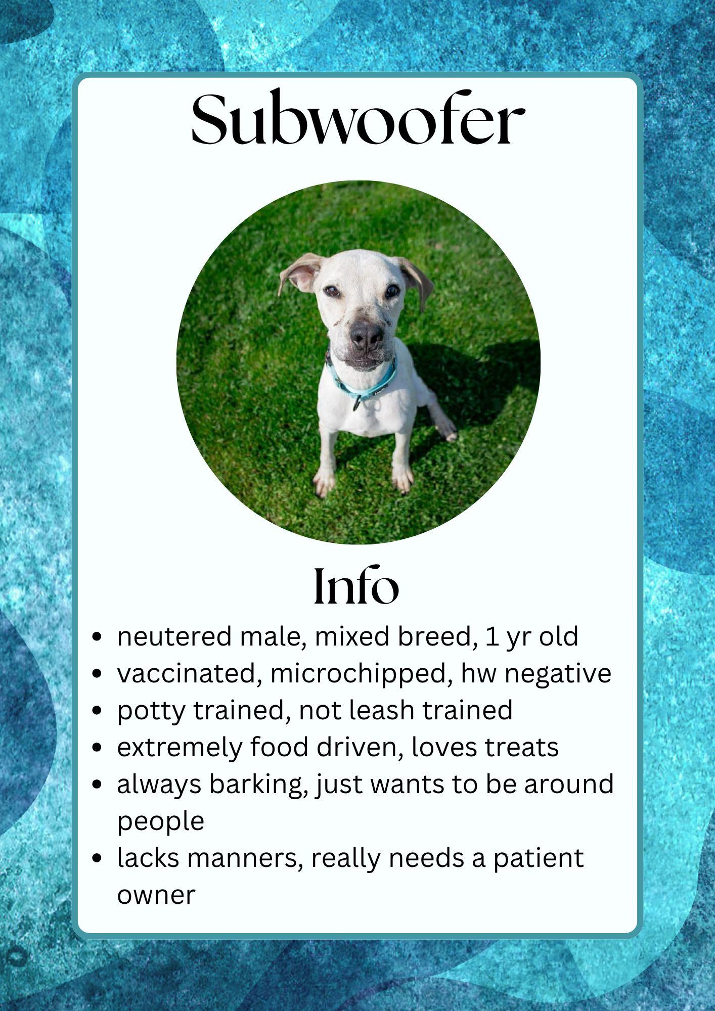 Enlarge Subwoofer, a ADOPTABLE Mixed Breed in Greensburg, IN image 1/1